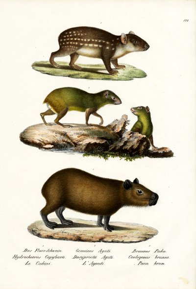 Capybara by Karl Joseph Brodtmann